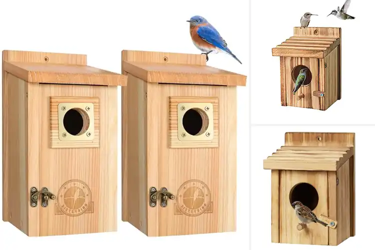 Detailed view of Best Birdhouses for Small Birds