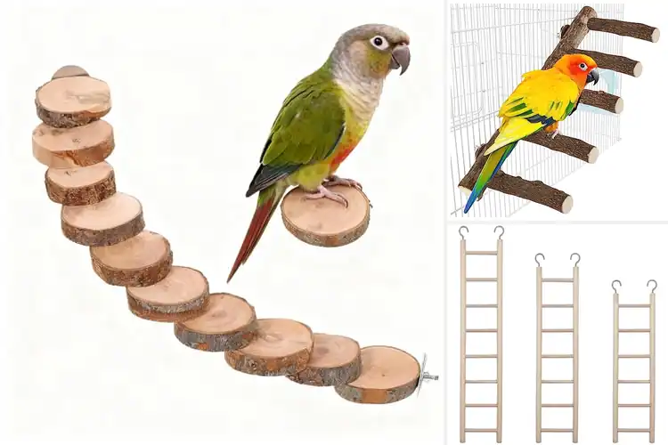 Detailed view of Best Natural Wood Parrot Ladder