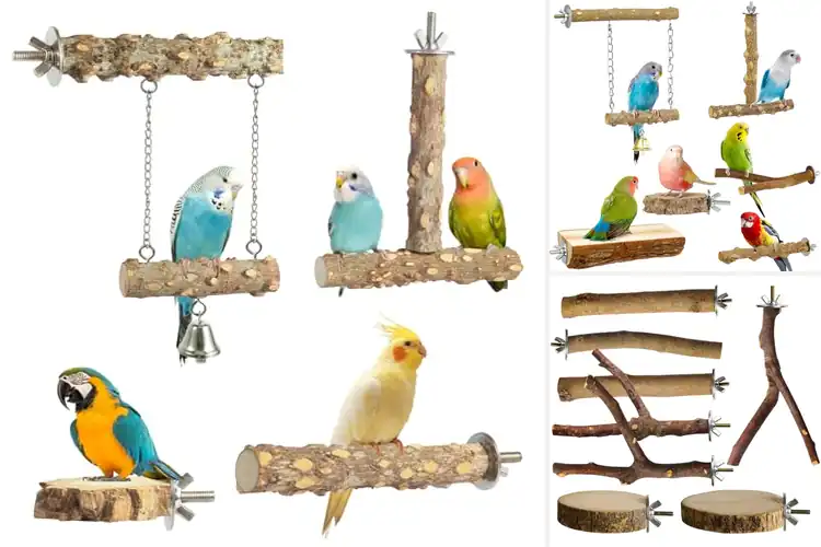 Detailed view of Best Parakeet Perches