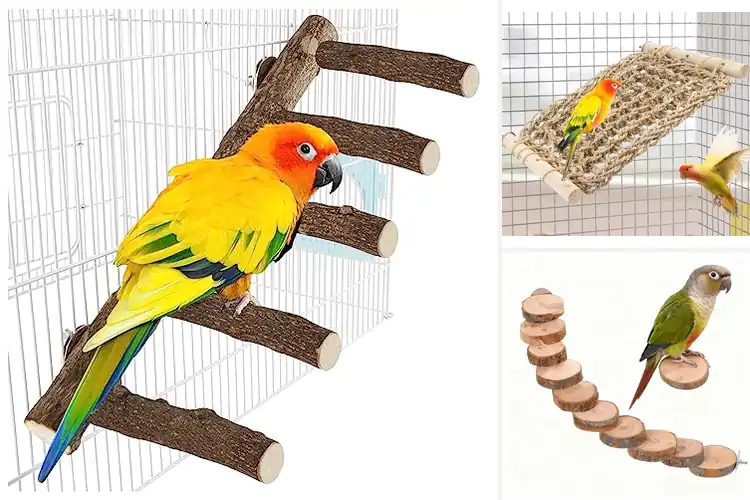 Detailed view of Best Parrot Exercise Ladder: Top 10 Picks for Active Birds