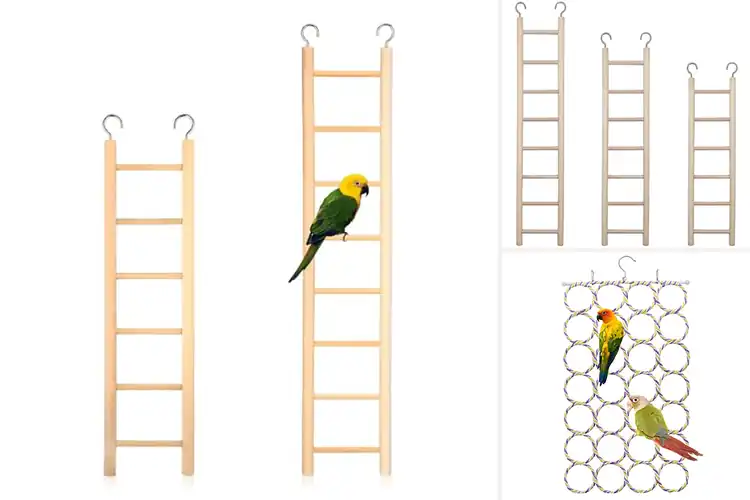 Detailed view of Best Parrot Ladder Options