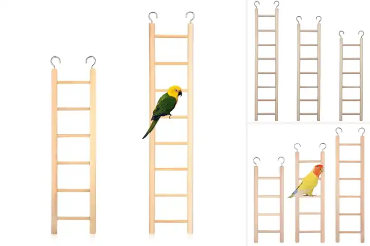 Detailed view of Best Parrot Ladder Sizes