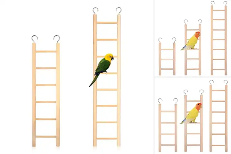 Detailed view of Best Size Variations Parrot Ladder